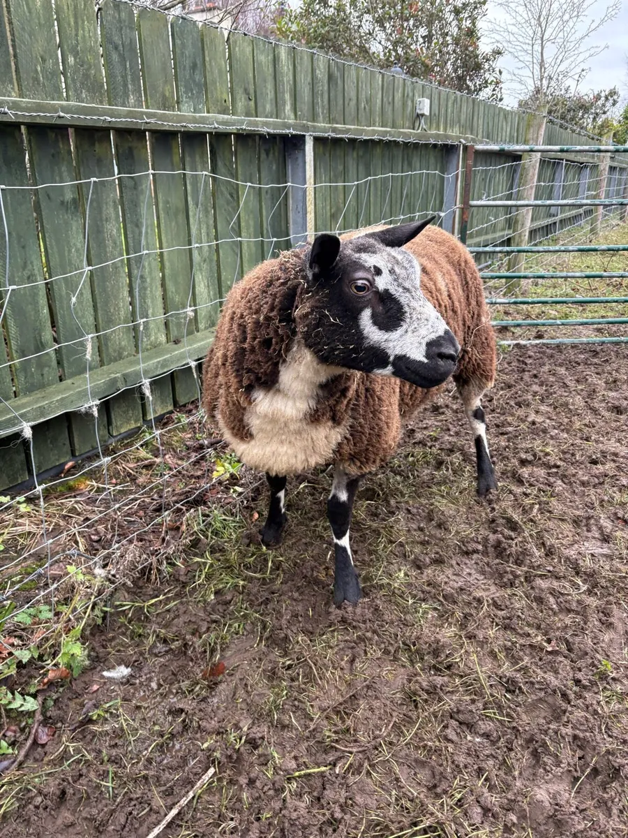 Dutch Spotted Shearling ewe inlamb (NR) - Image 2
