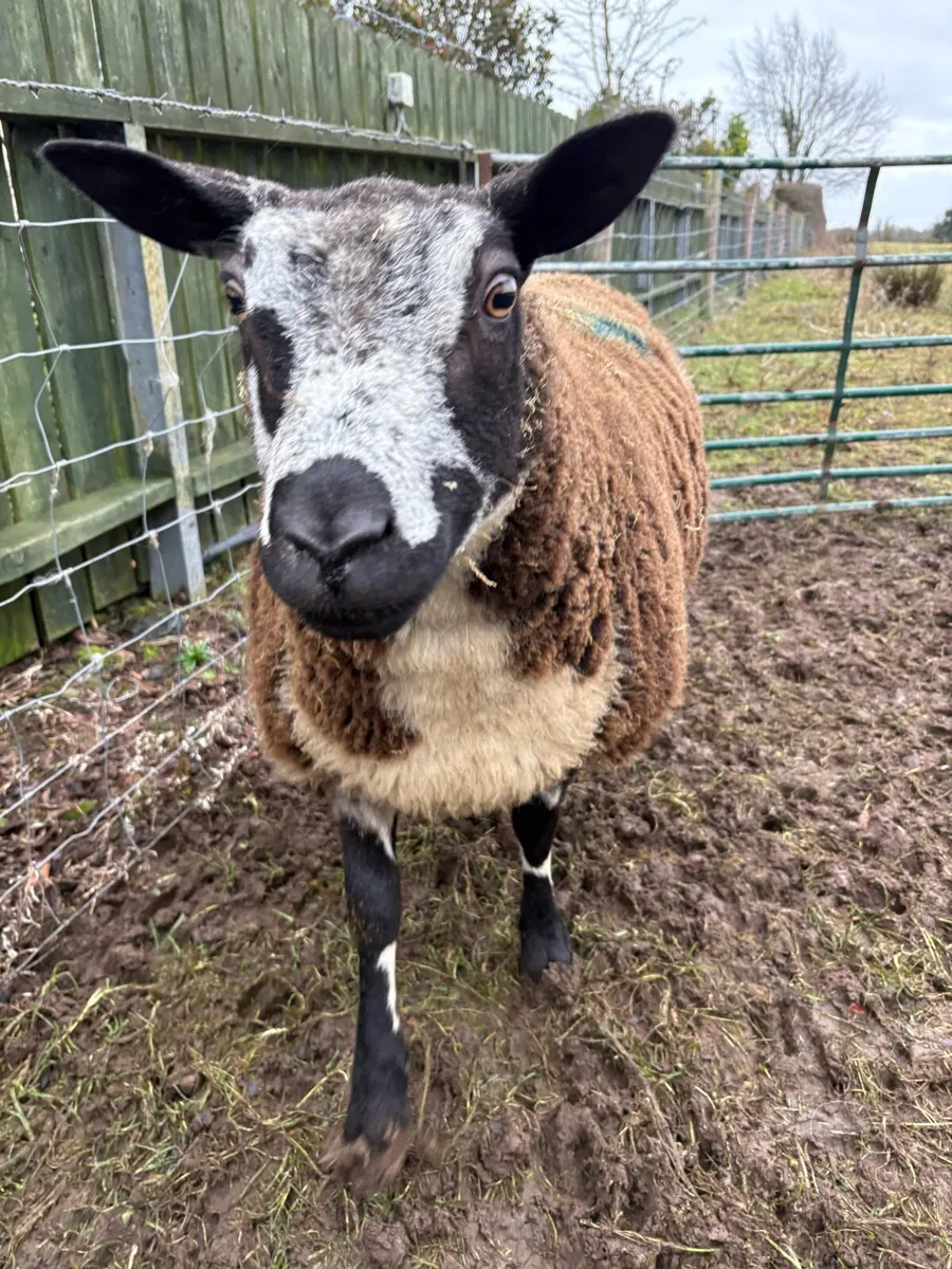 Dutch Spotted Shearling ewe inlamb (NR) - Image 3