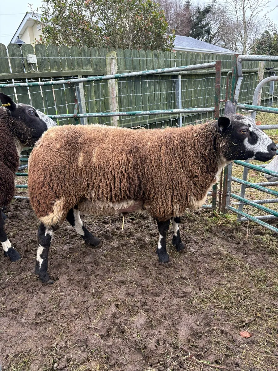Dutch Spotted Shearling ewe inlamb (NR) - Image 4