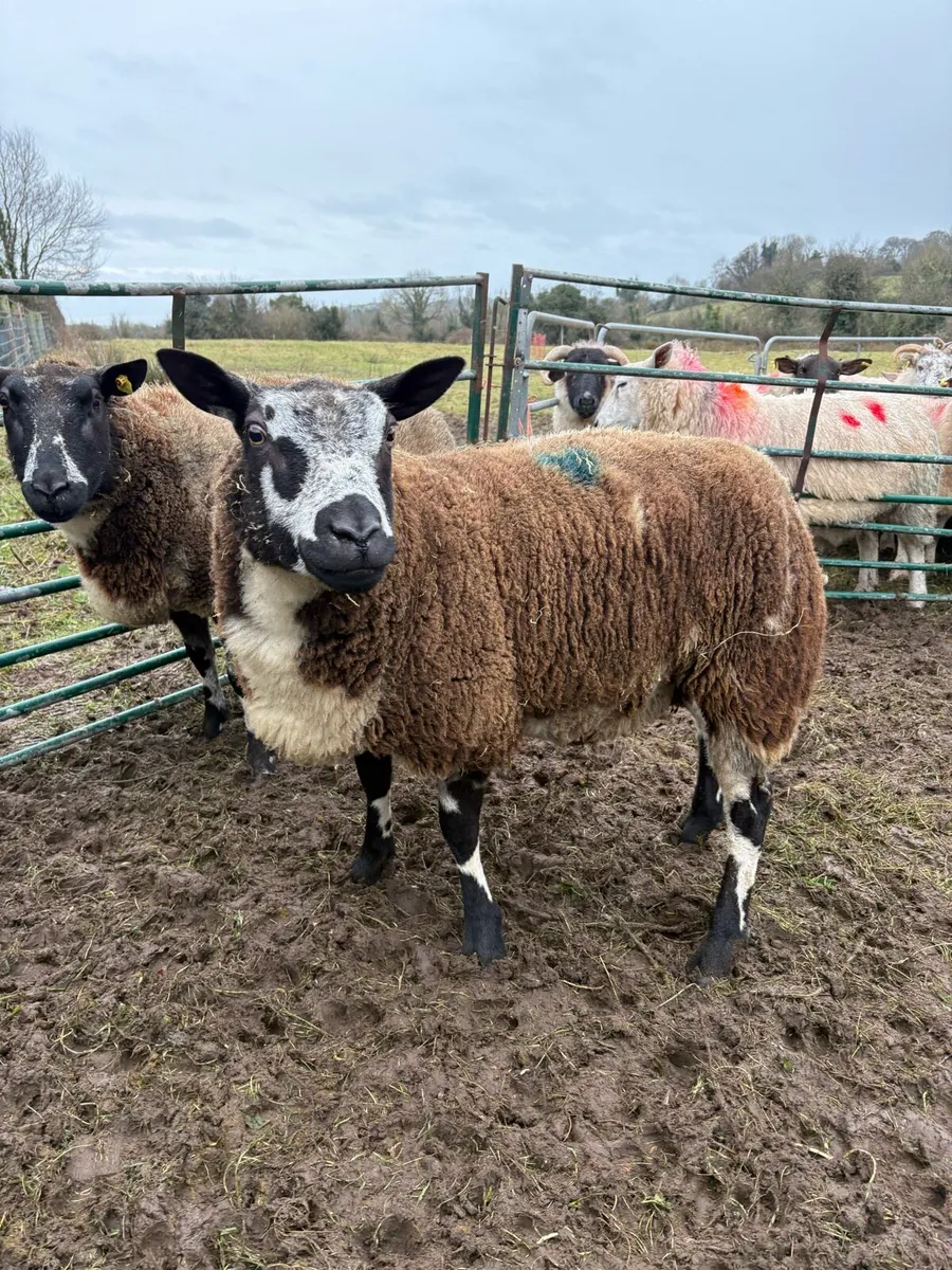 Dutch Spotted Shearling ewe inlamb (NR) - Image 1