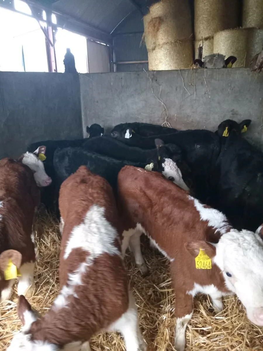 10 smashing hereford and angus calves - Image 1