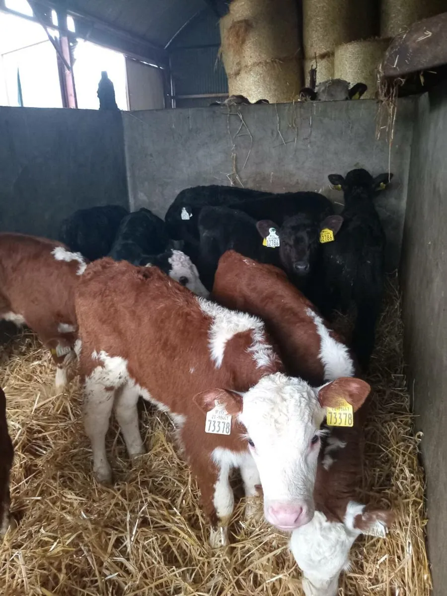 10 smashing hereford and angus calves - Image 2