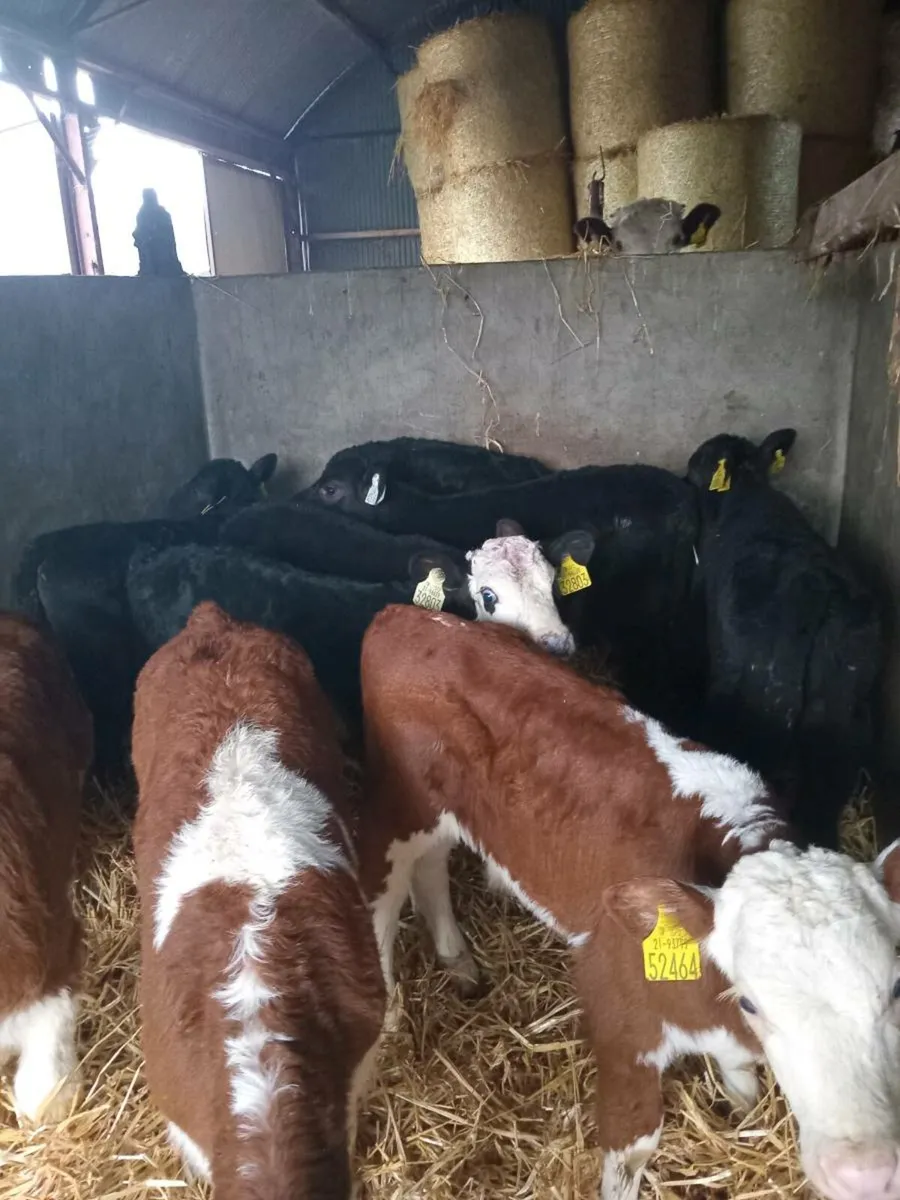 10 smashing hereford and angus calves - Image 3