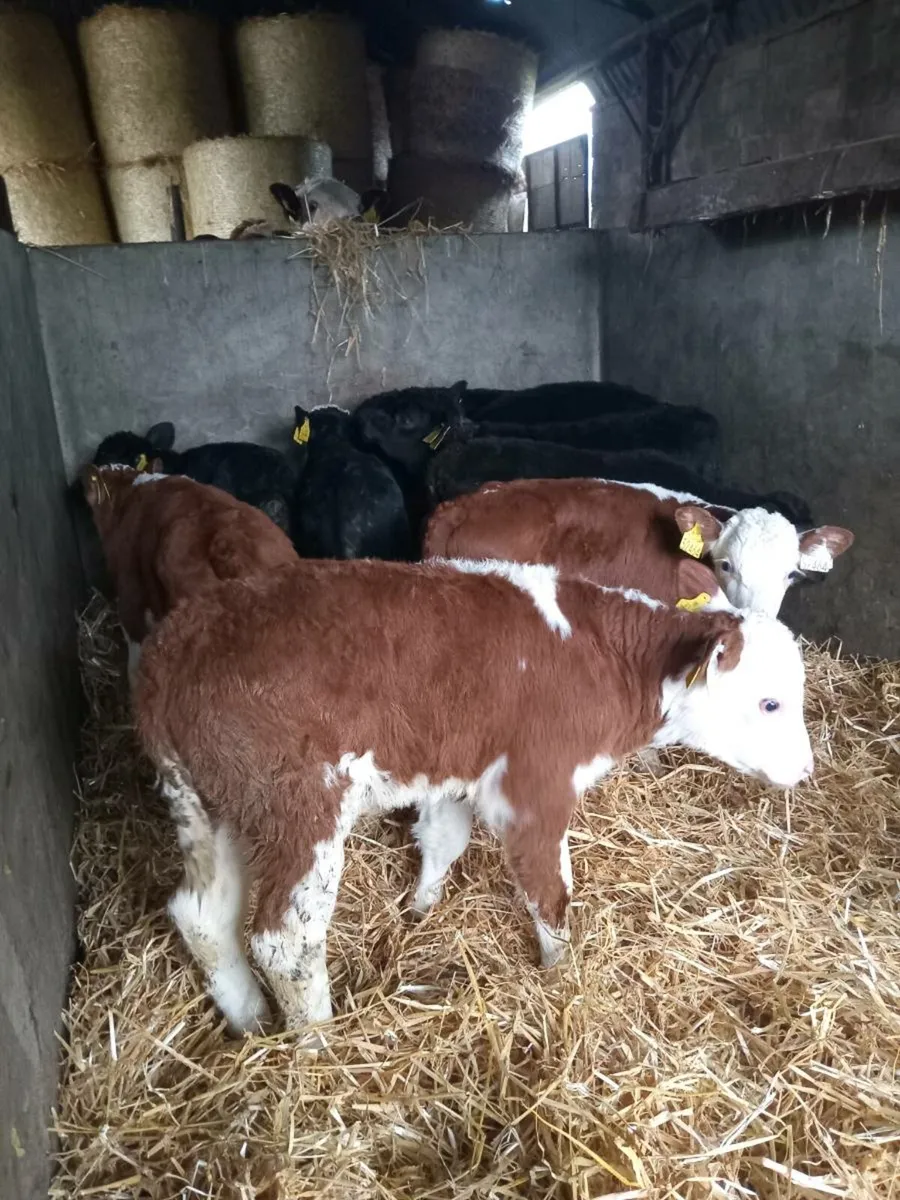 10 smashing hereford and angus calves - Image 4