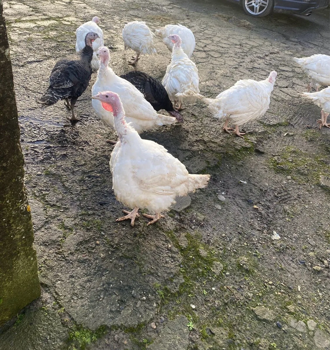 Turkeys - Image 1