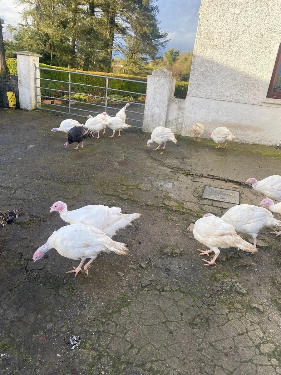 Turkeys - Image 2