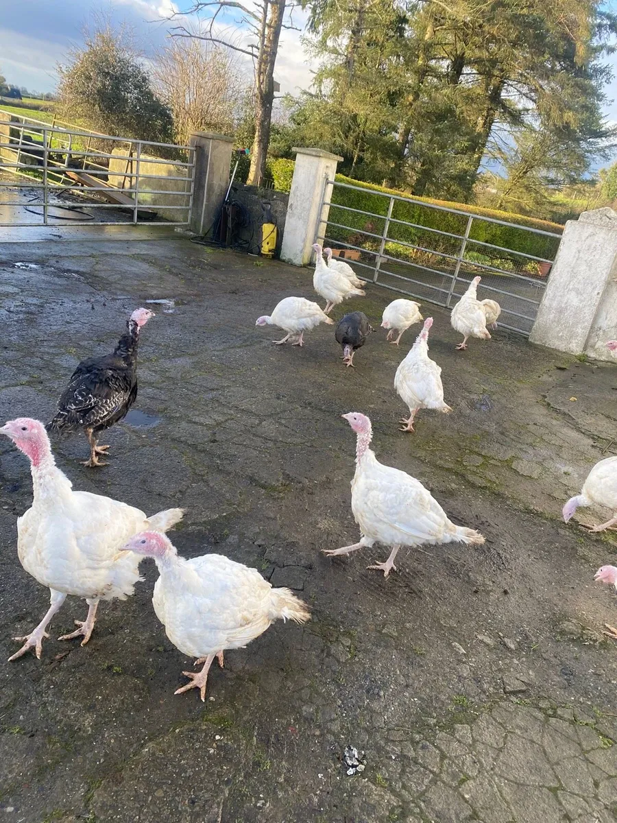Turkeys - Image 3