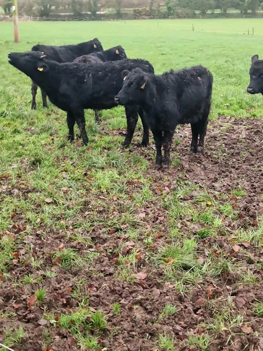 Angus hfrs - Image 1