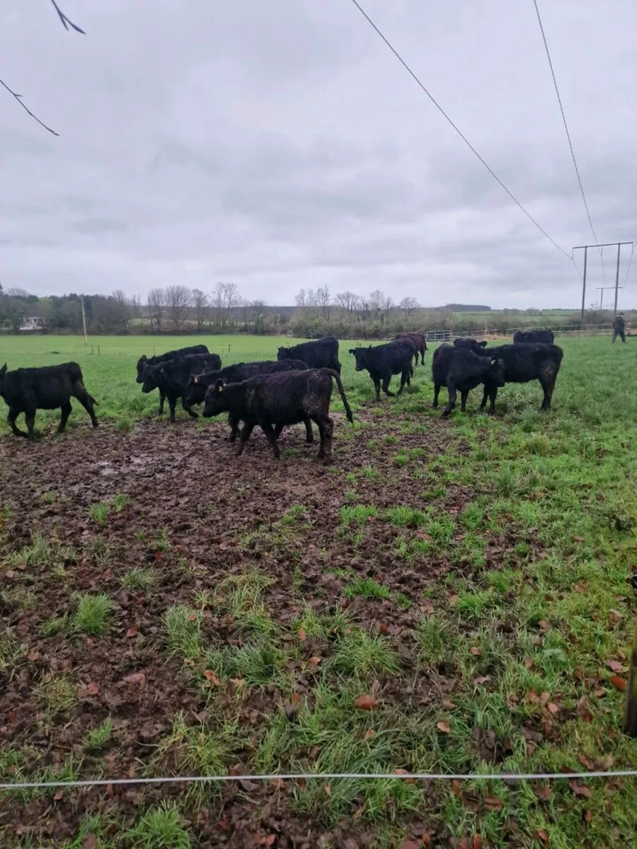 Angus hfrs - Image 2