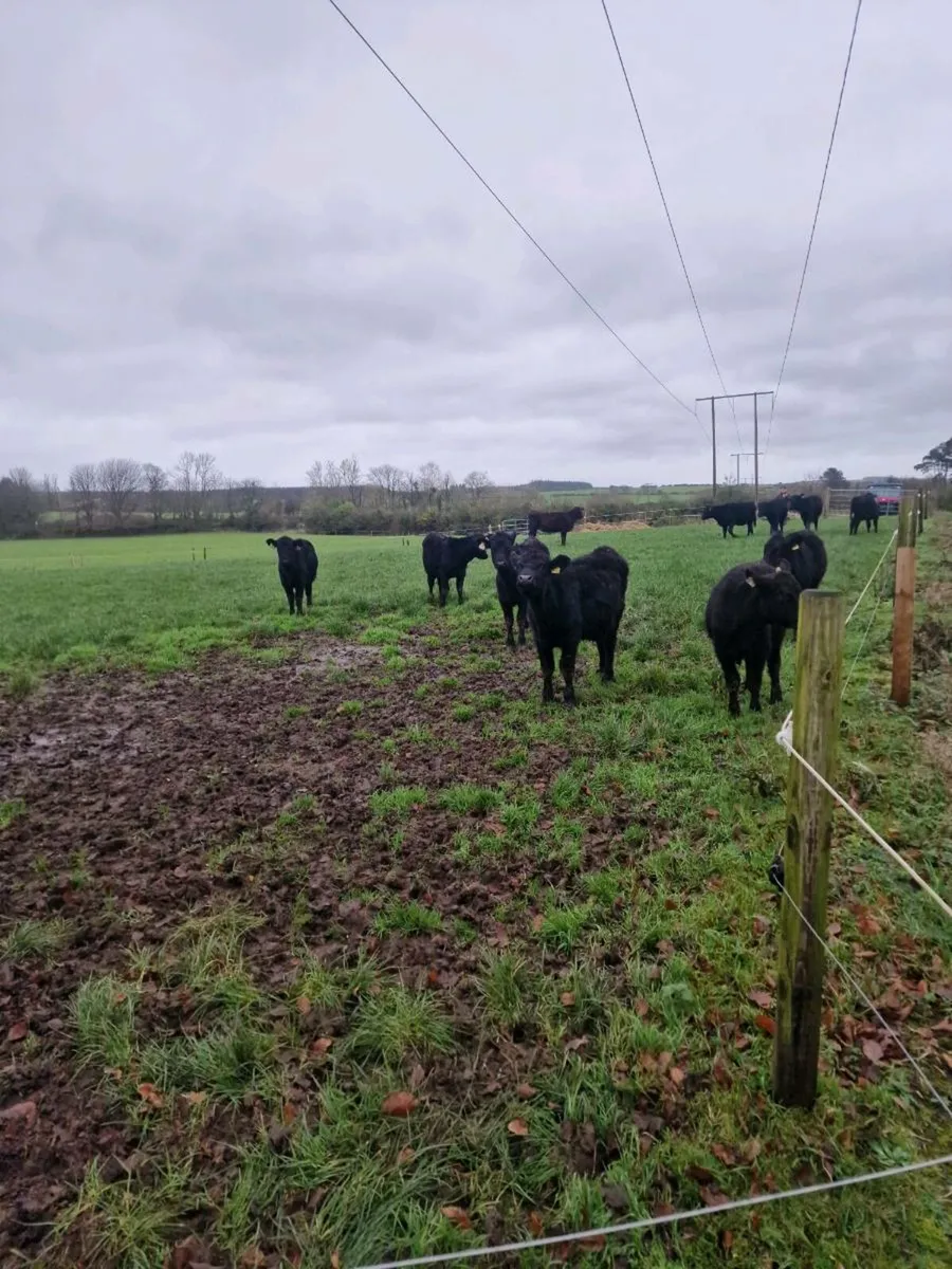 Angus hfrs - Image 3