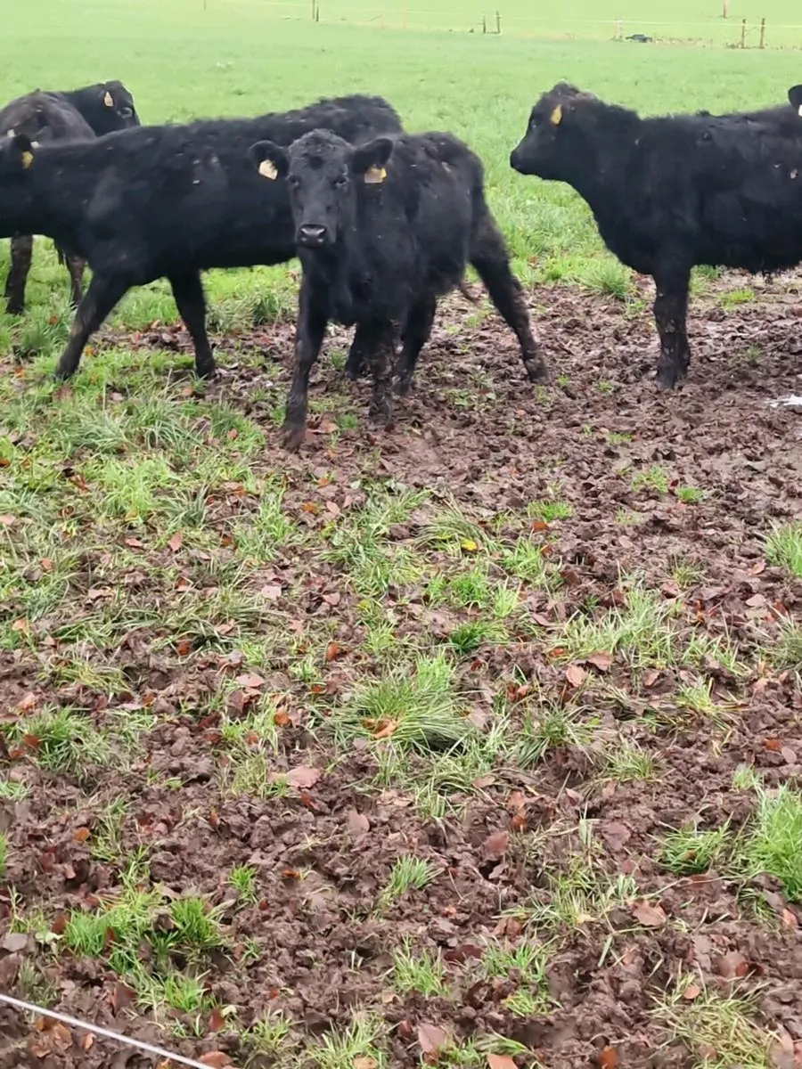 Angus hfrs - Image 4