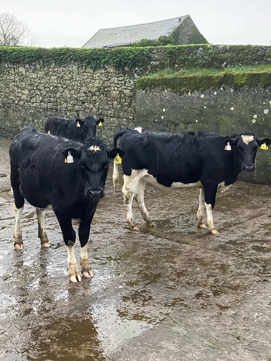 Fr weanling heifers - Image 1