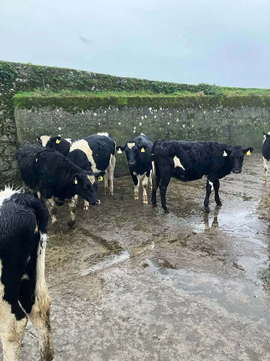 Fr weanling heifers - Image 2