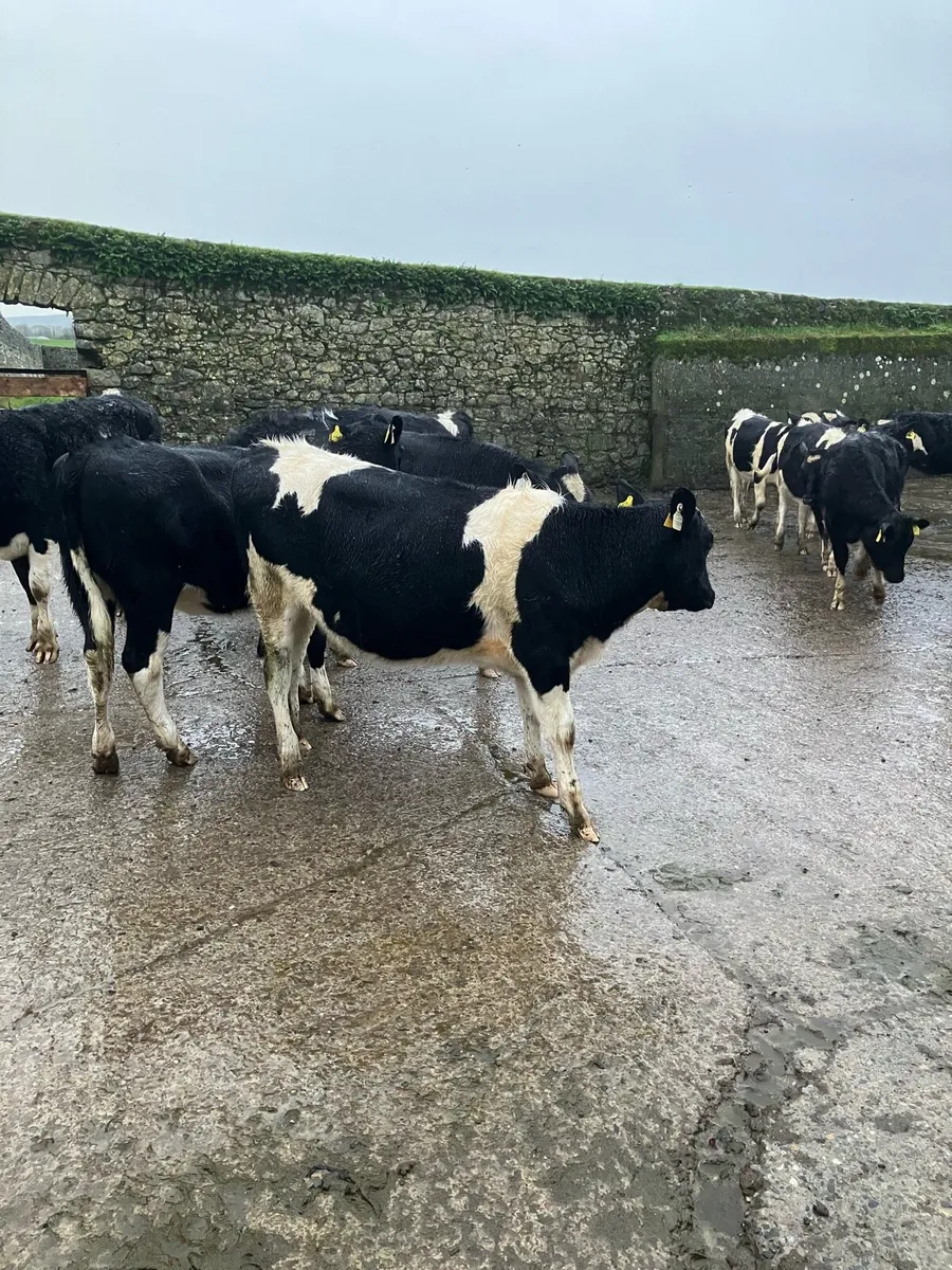 Fr weanling heifers - Image 3