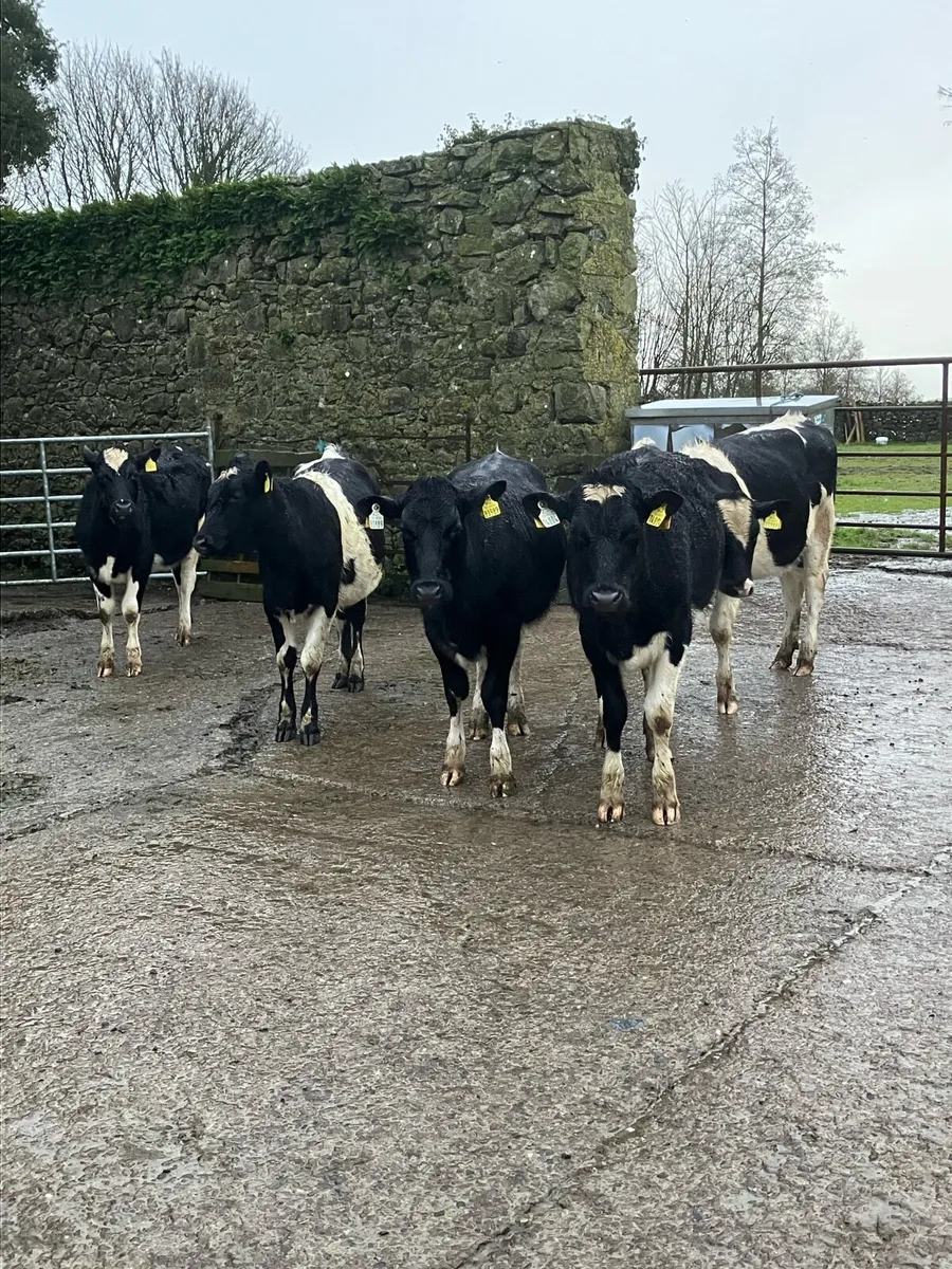 Fr weanling heifers - Image 4
