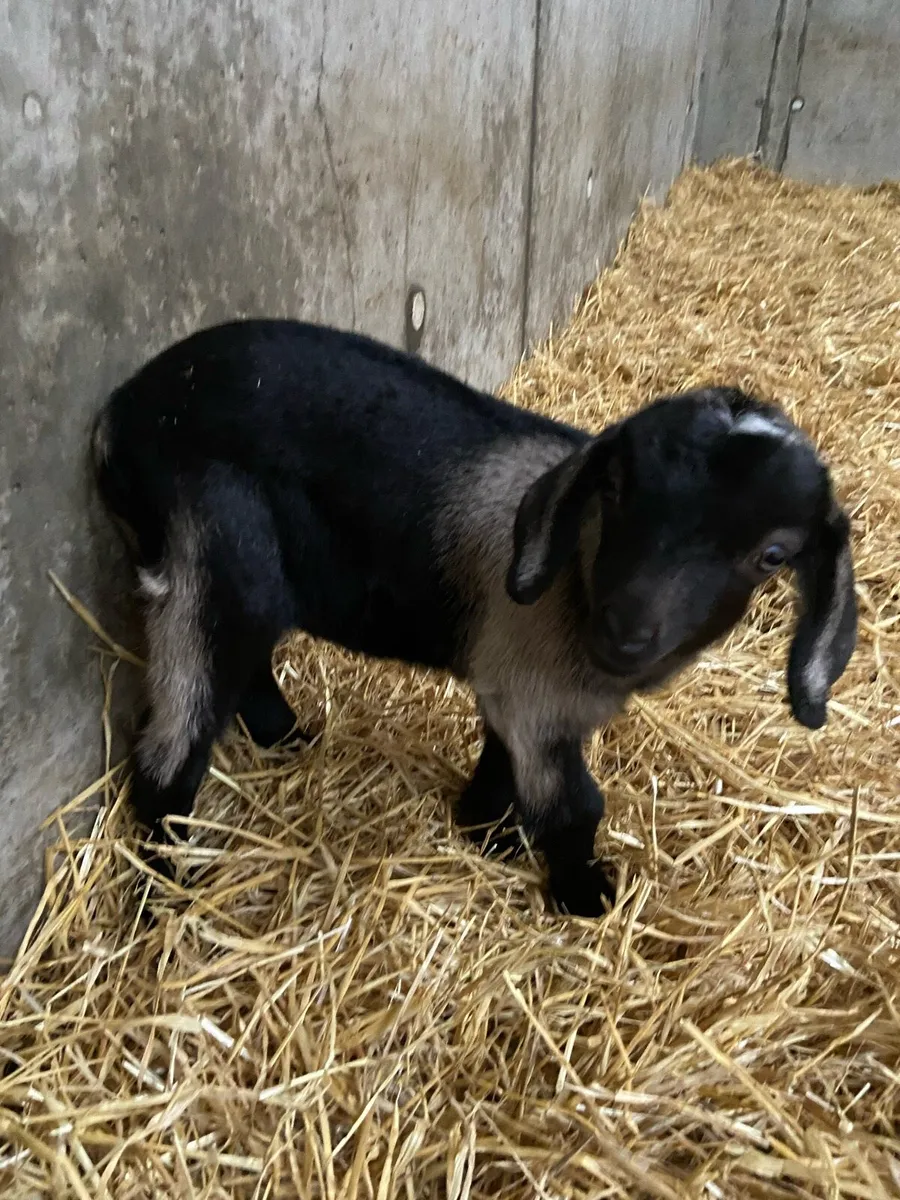 Kid Goat - Image 1