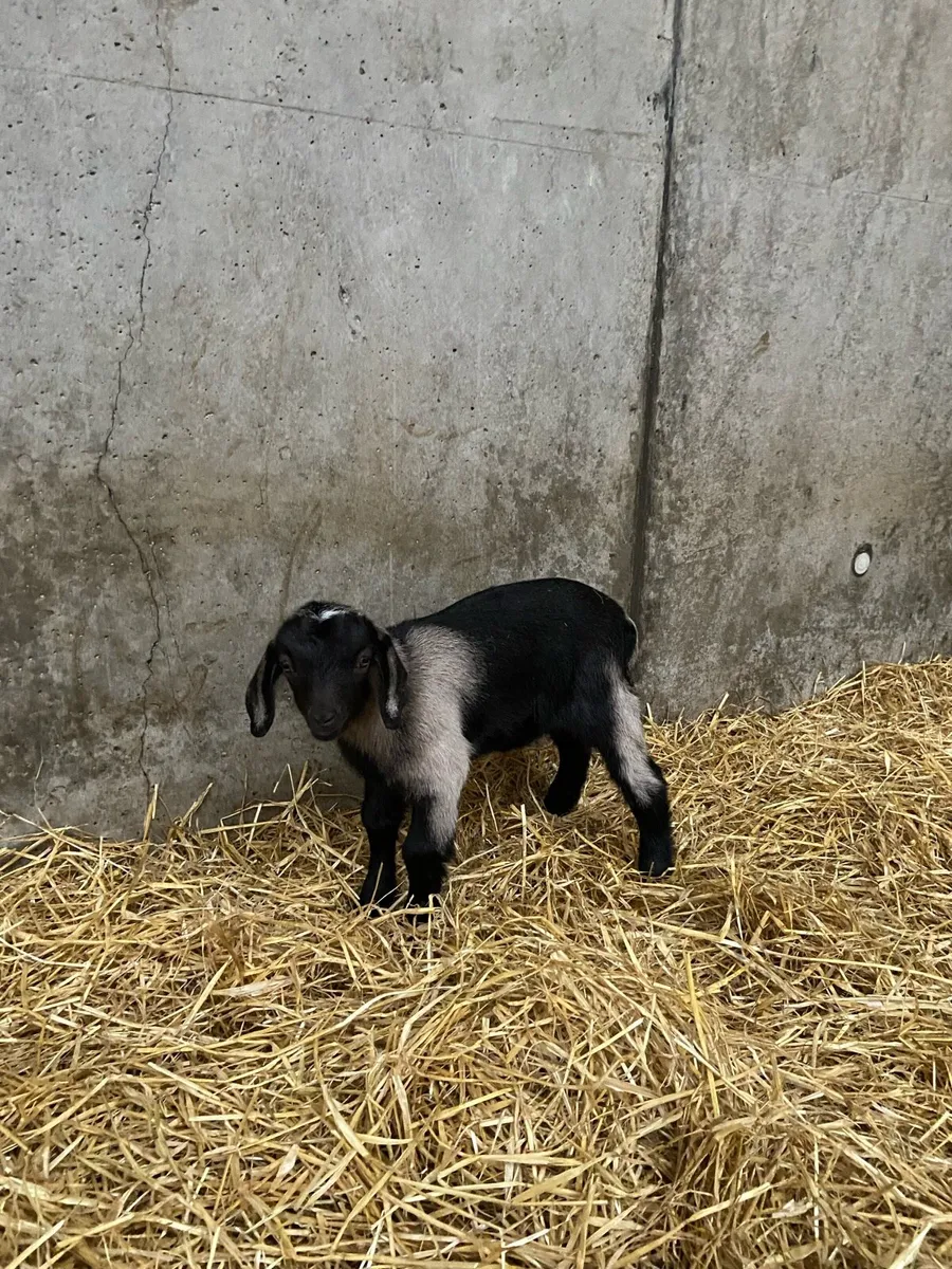 Kid Goat - Image 2