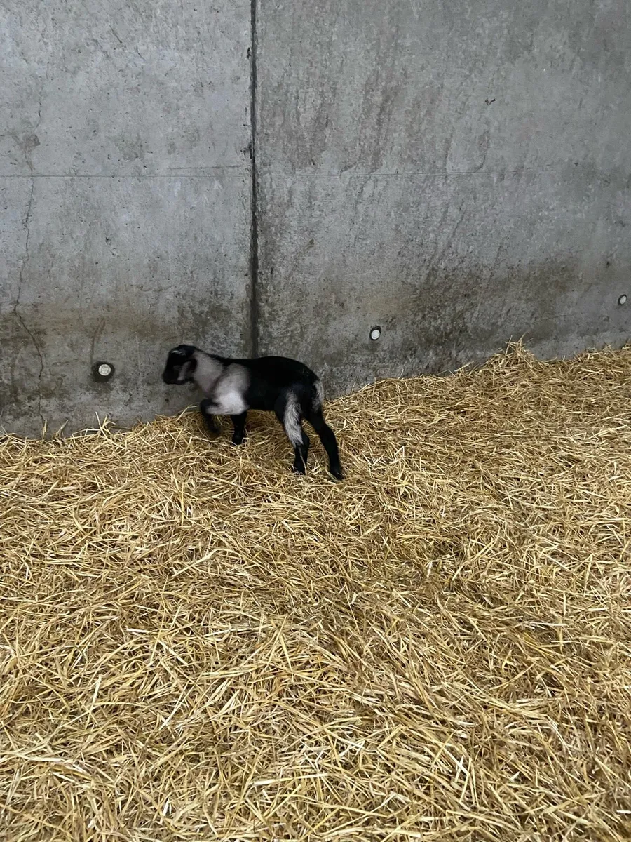 Kid Goat - Image 3