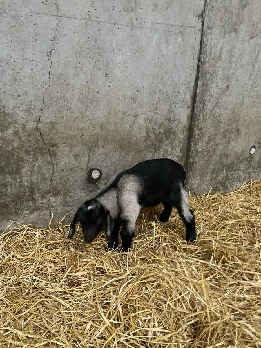Kid Goat - Image 4