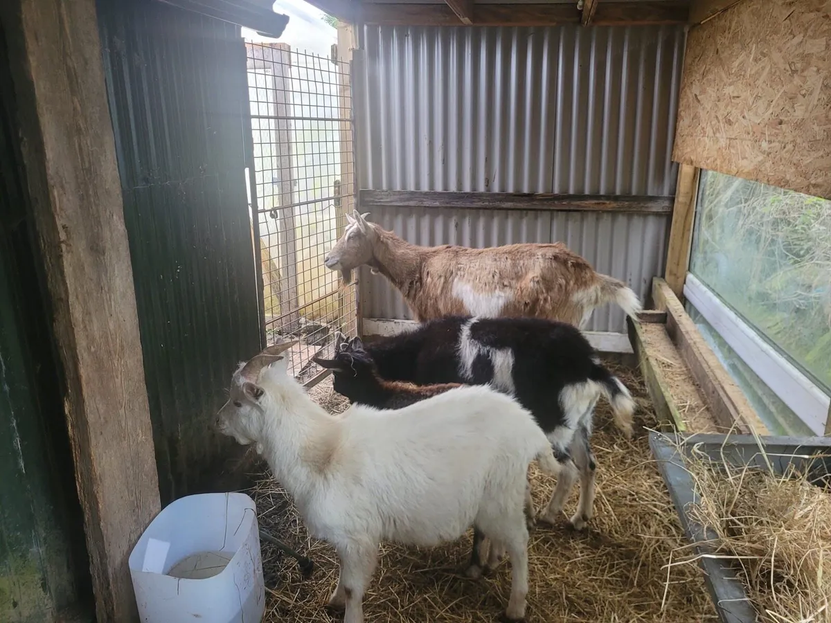 Goats - Image 2