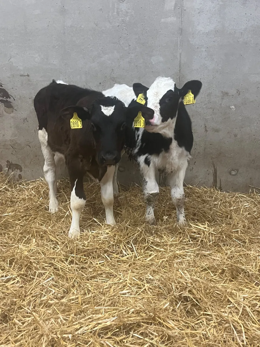 5 Friesian Bull Calves - Image 3