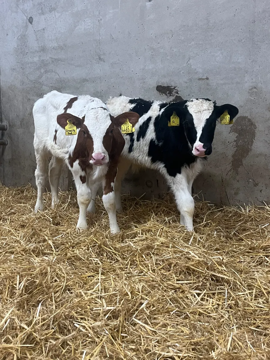 5 Friesian Bull Calves - Image 2