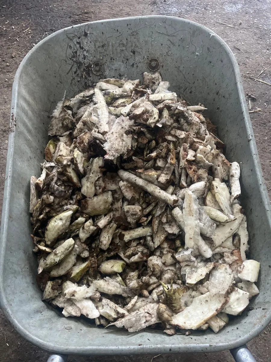 Abbey beet chopper - Image 4