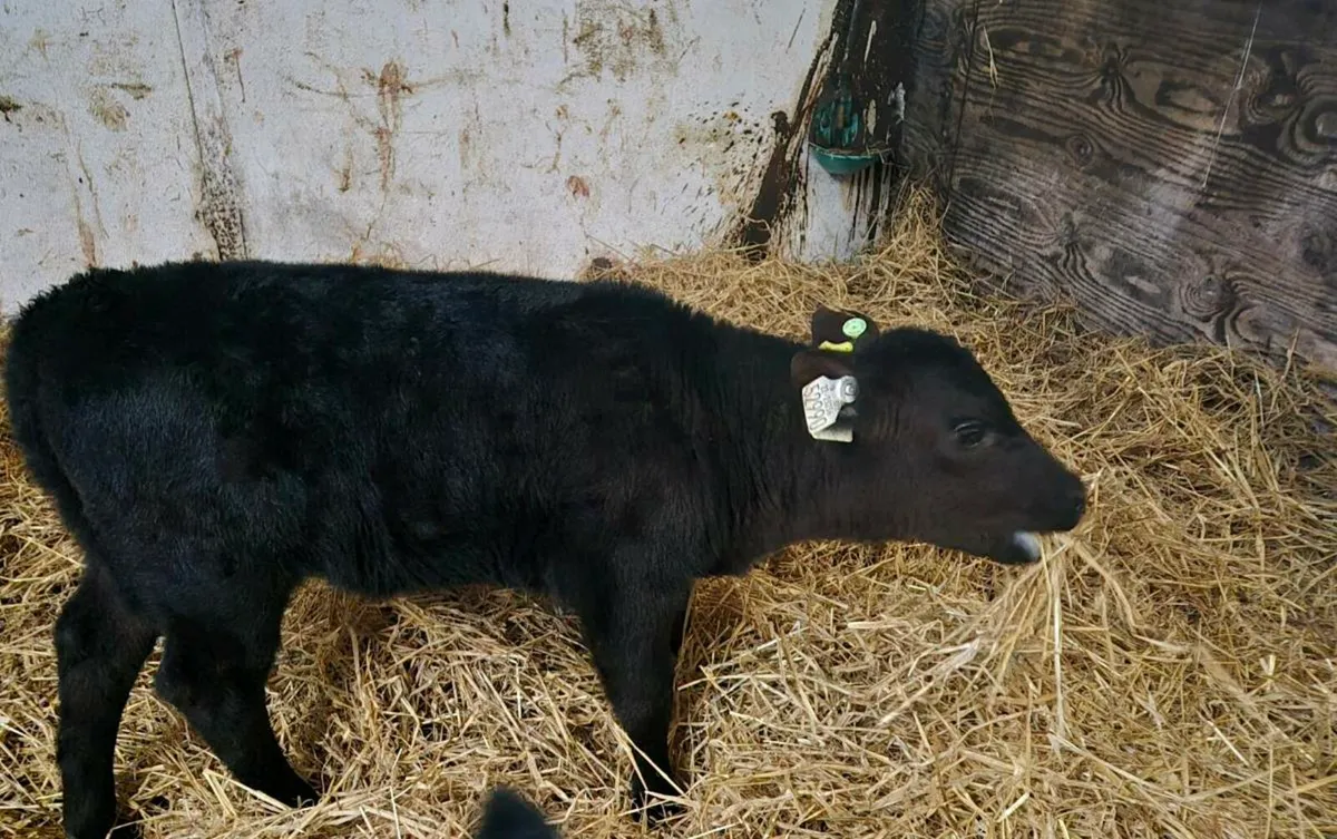 Angus heifer calf - Image 1