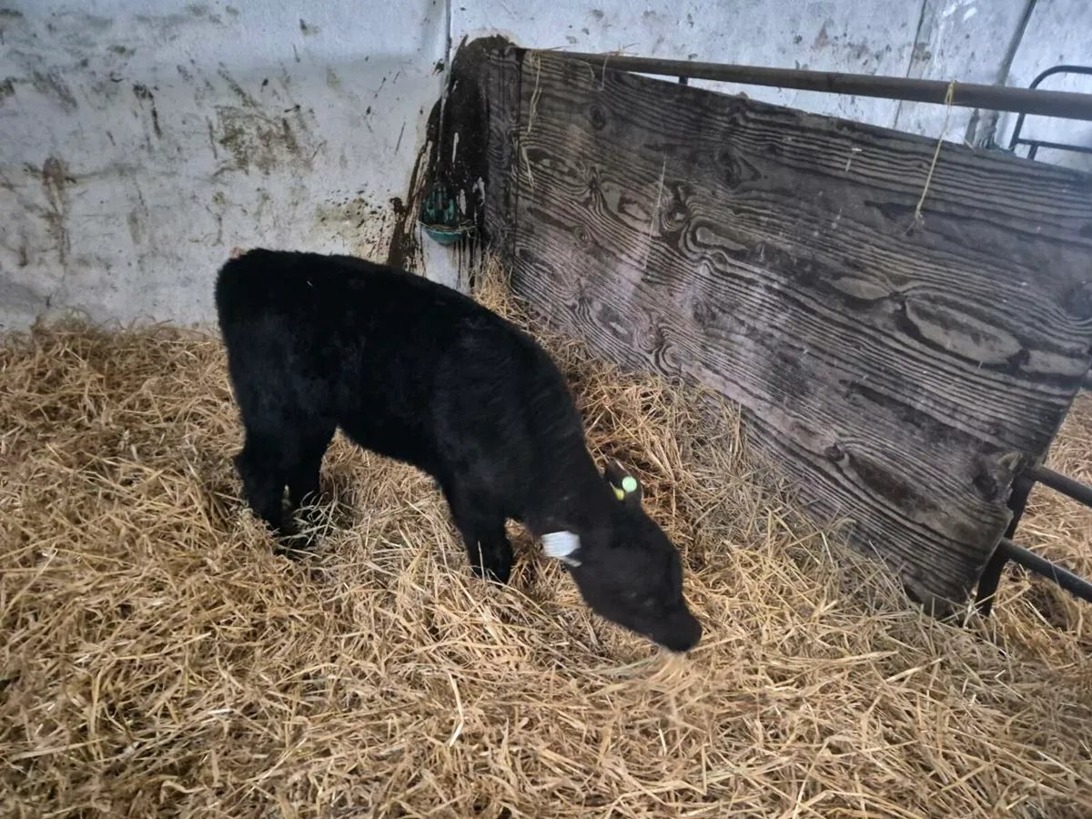 Angus heifer calf - Image 2