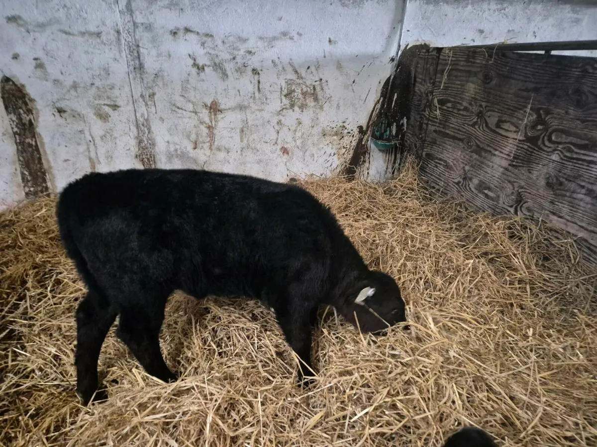 Angus heifer calf - Image 3