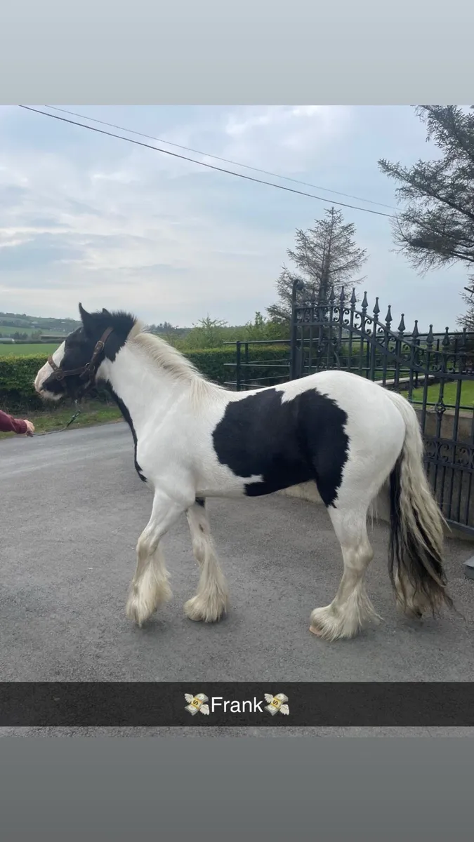 Smashing 12.2 cob - Image 1