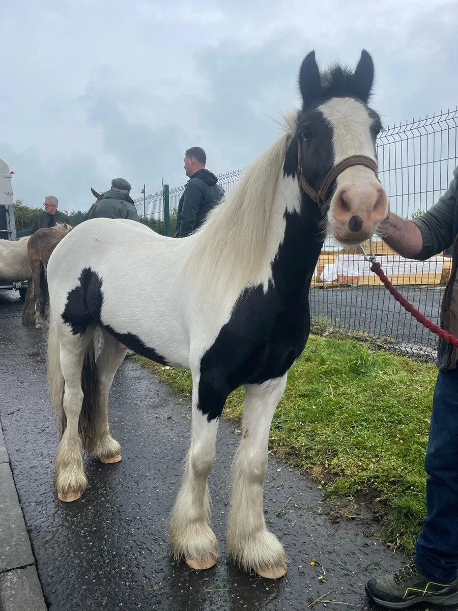 Smashing 12.2 cob - Image 2