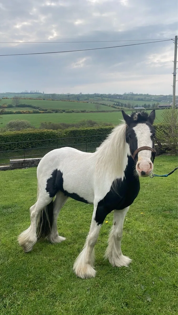 Smashing 12.2 cob - Image 3