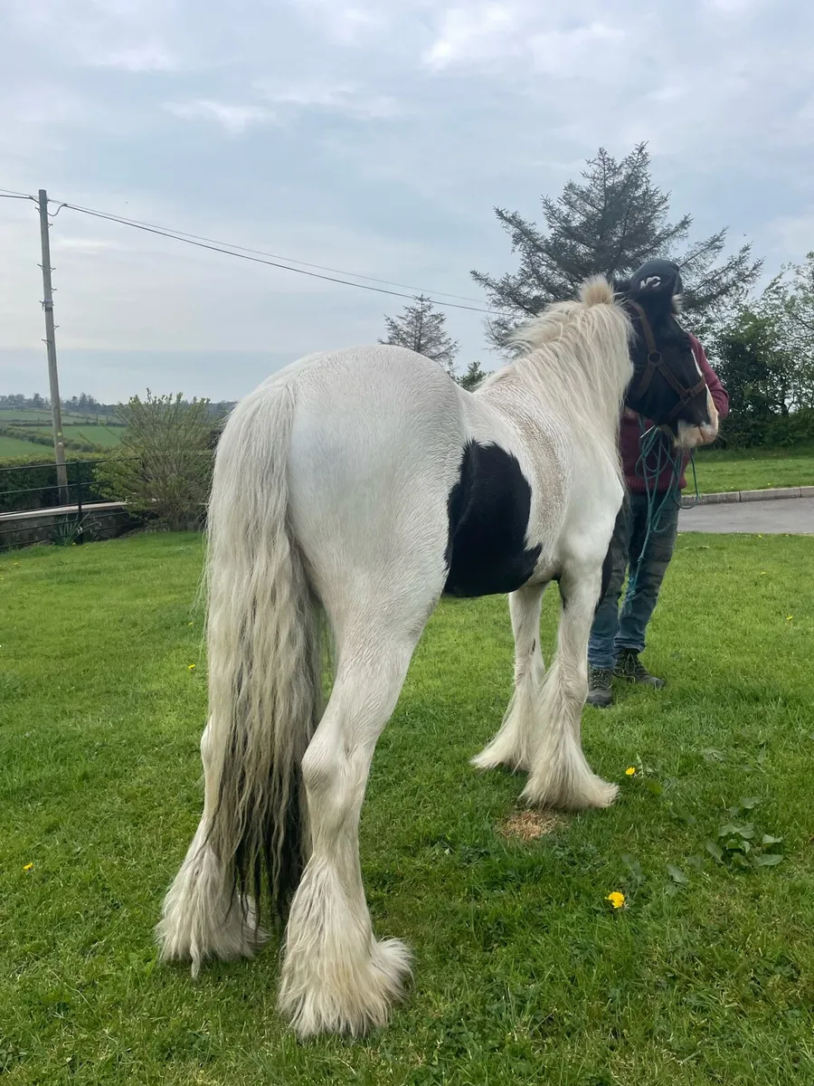 Smashing 12.2 cob - Image 4