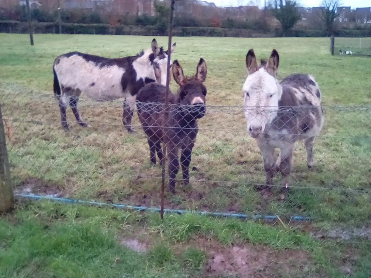 Beautiful Donkey Foal - Image 1