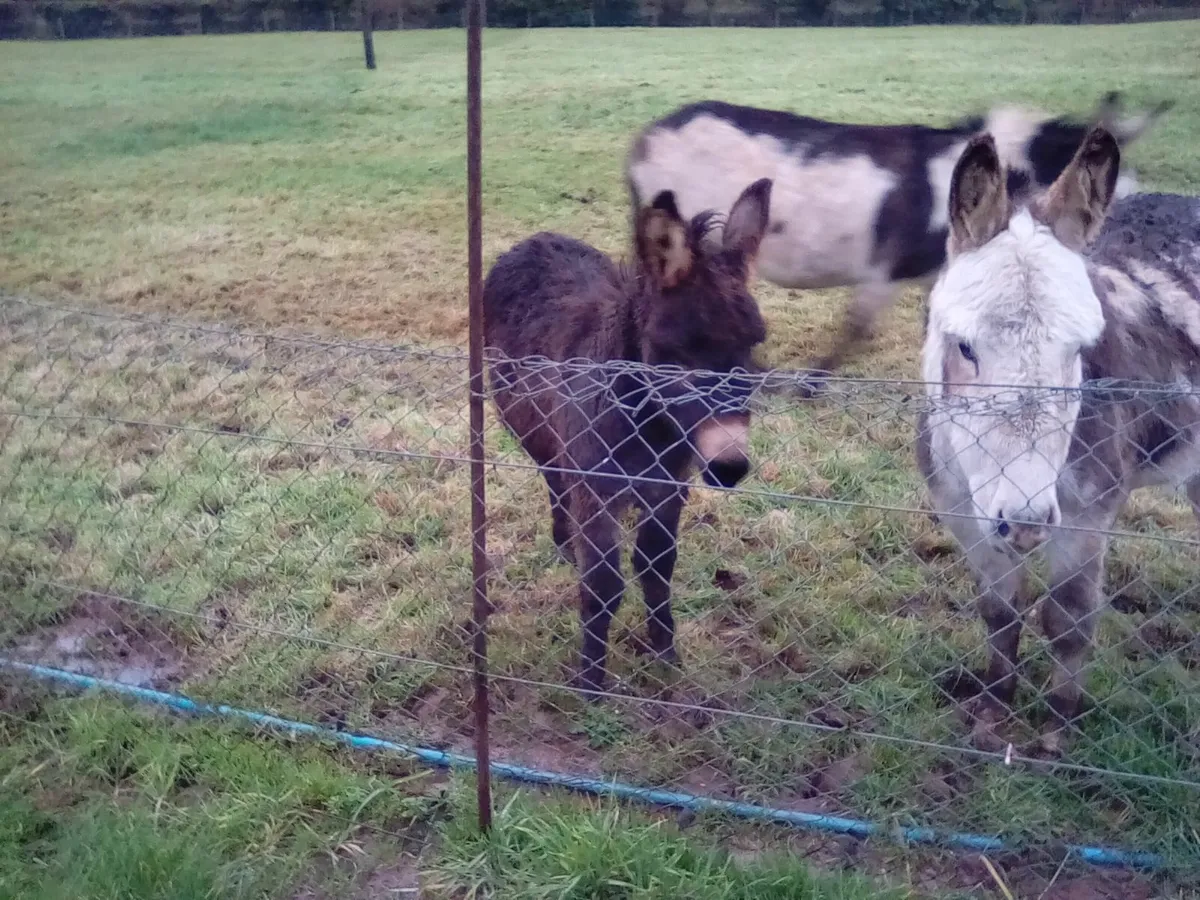 Beautiful Donkey Foal - Image 2
