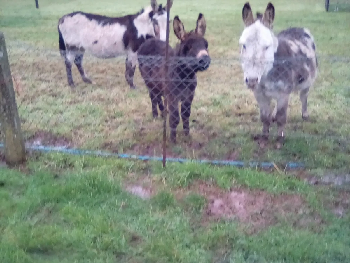 Beautiful Donkey Foal - Image 3