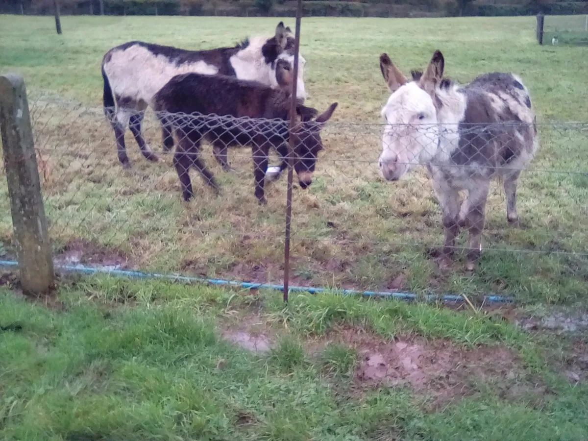 Beautiful Donkey Foal - Image 4