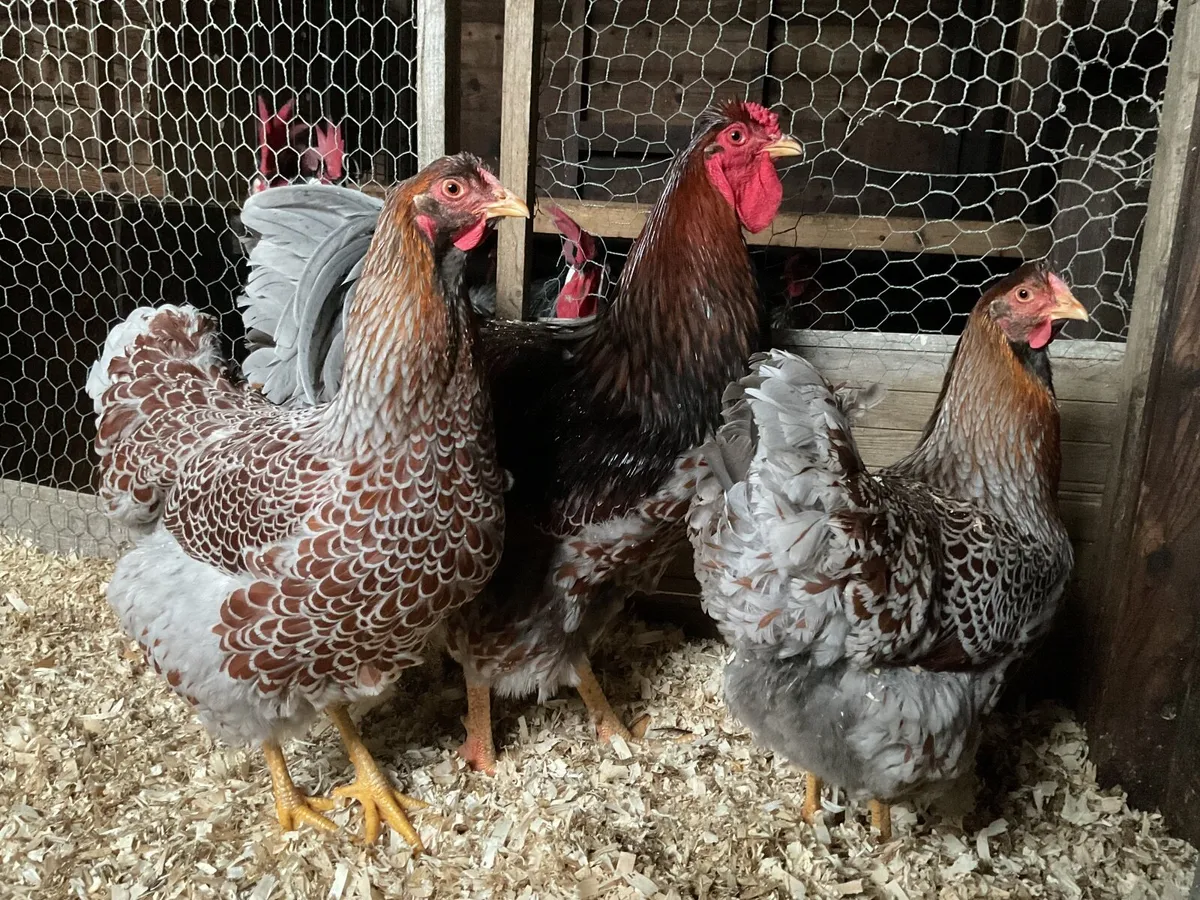 Blue Laced Wyndottes large fowl - Image 1