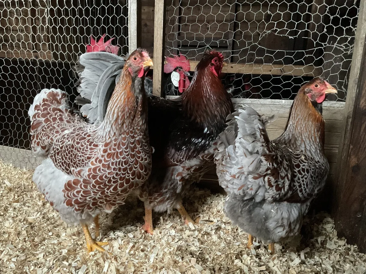 Blue Laced Wyndottes large fowl - Image 2