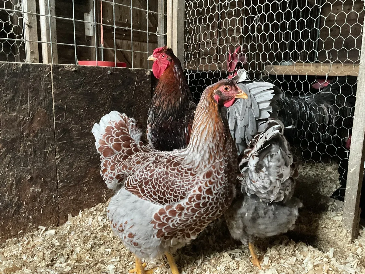 Blue Laced Wyndottes large fowl - Image 3