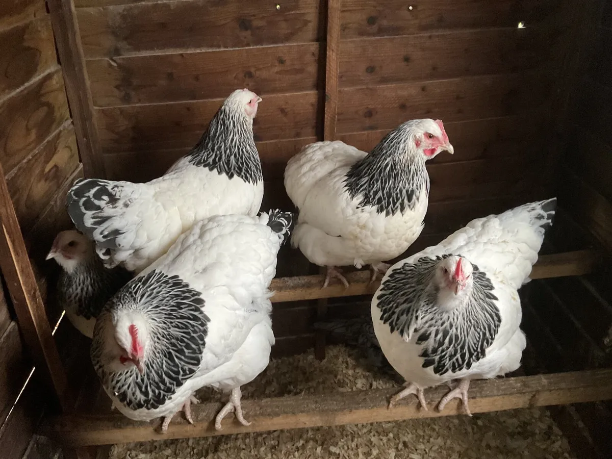 Light Sussex pullets. Exhibition  quality - Image 1