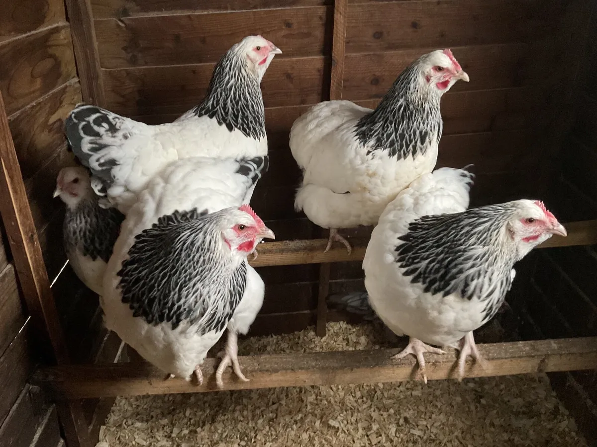 Light Sussex pullets. Exhibition  quality - Image 2