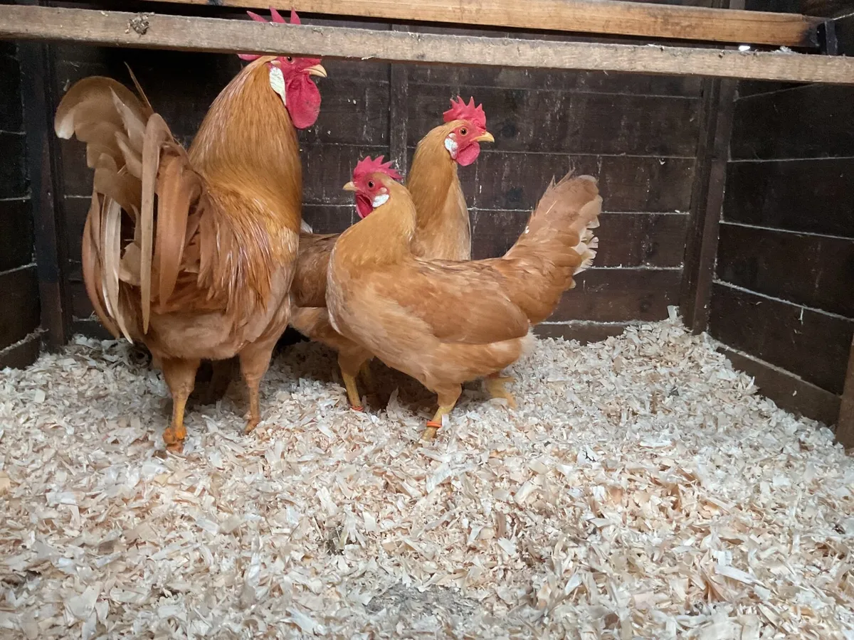 Black Minorca and Buff Leghorn - Image 1