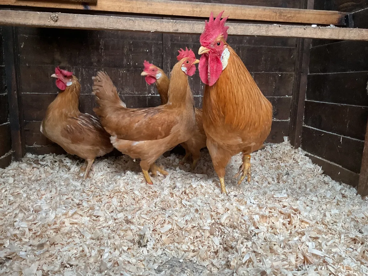 Black Minorca and Buff Leghorn - Image 2