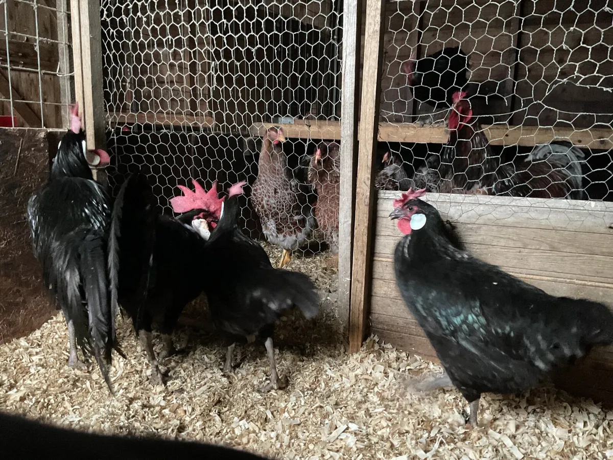 Black Minorca and Buff Leghorn - Image 3