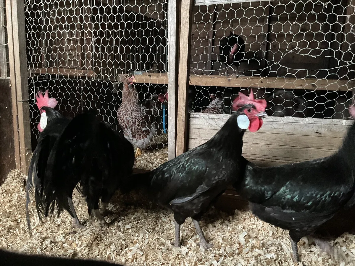 Black Minorca and Buff Leghorn - Image 4
