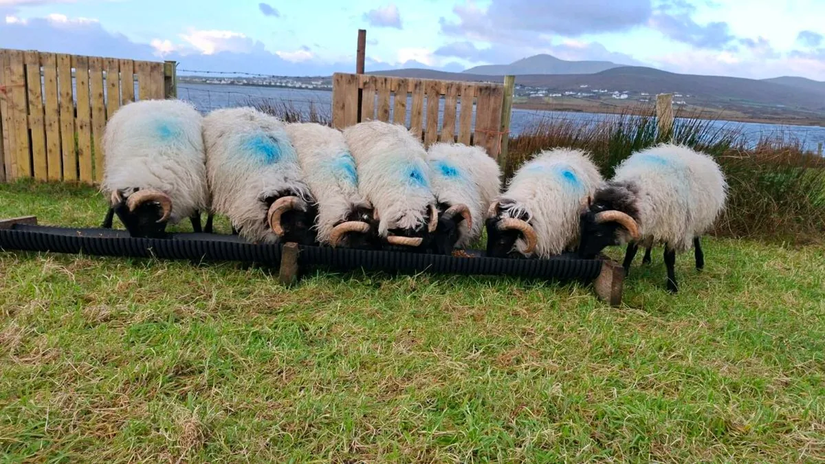 Six ramlams - Image 1