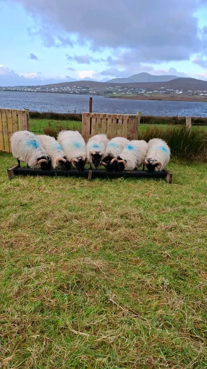 Six ramlams - Image 2