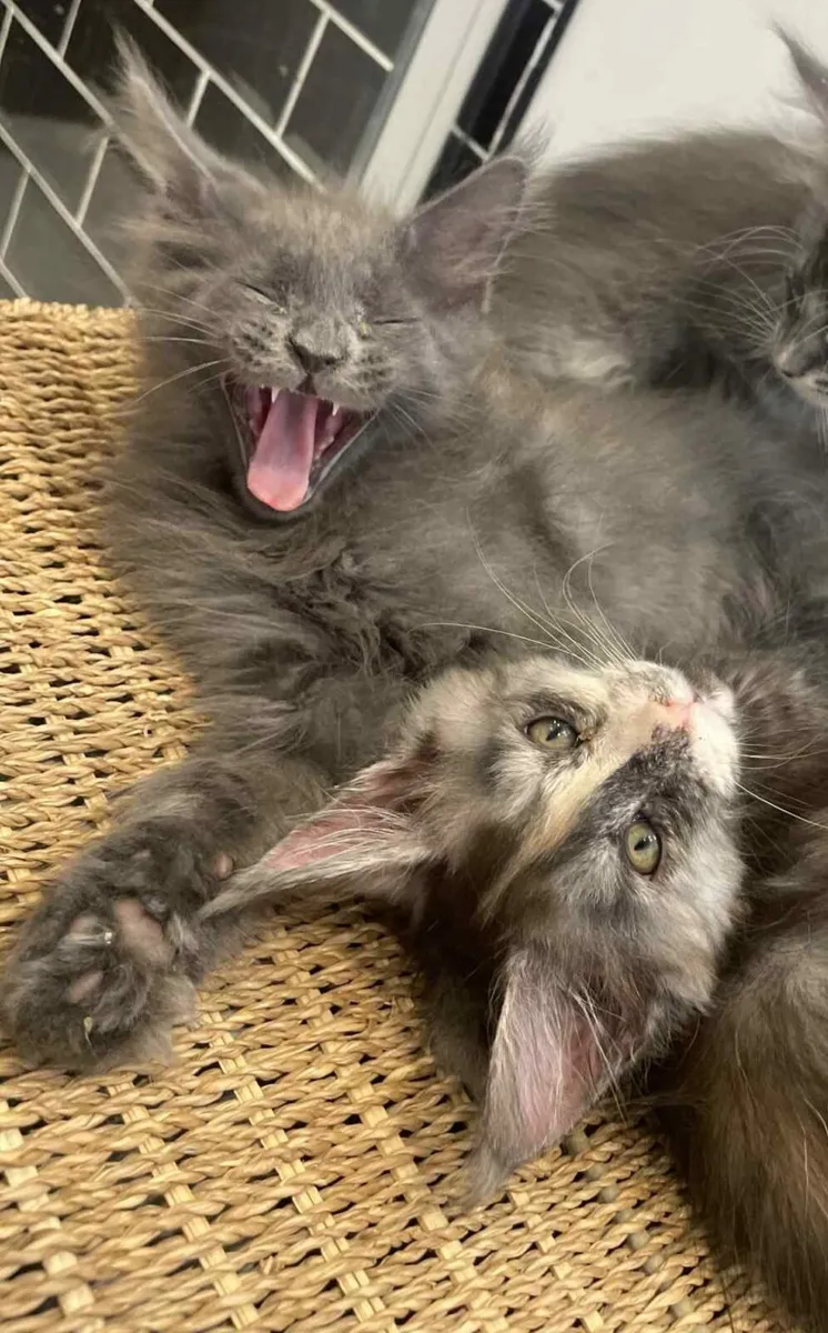 Maine Coon Kittens - Image 1